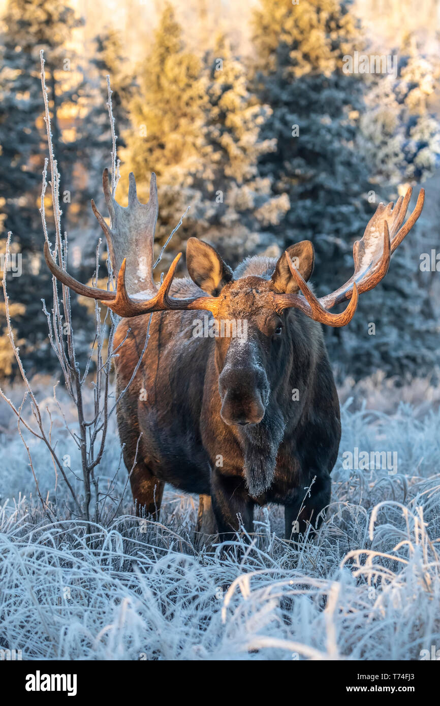 Mature bull moose (Alces alces) feeding in early morning hoar frost in South Anchorage, South-central Alaska; Alaska, United States of America Stock Photo