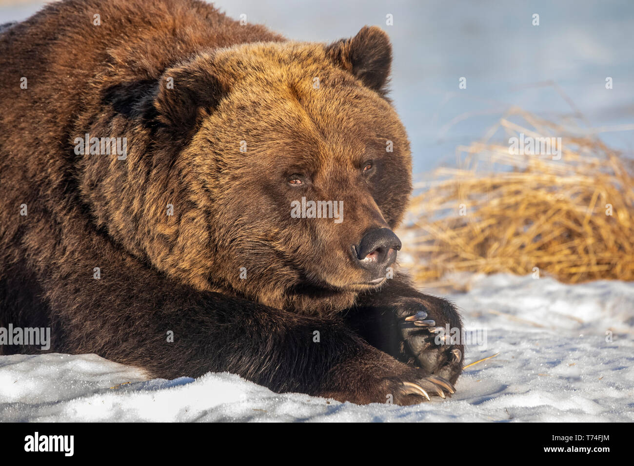 Captive female Grizzly bear (Ursus arctos horribilis),  approximately 19 years old, resting in the snow, Alaska, Wildlife Conservation Center, Sout... Stock Photo