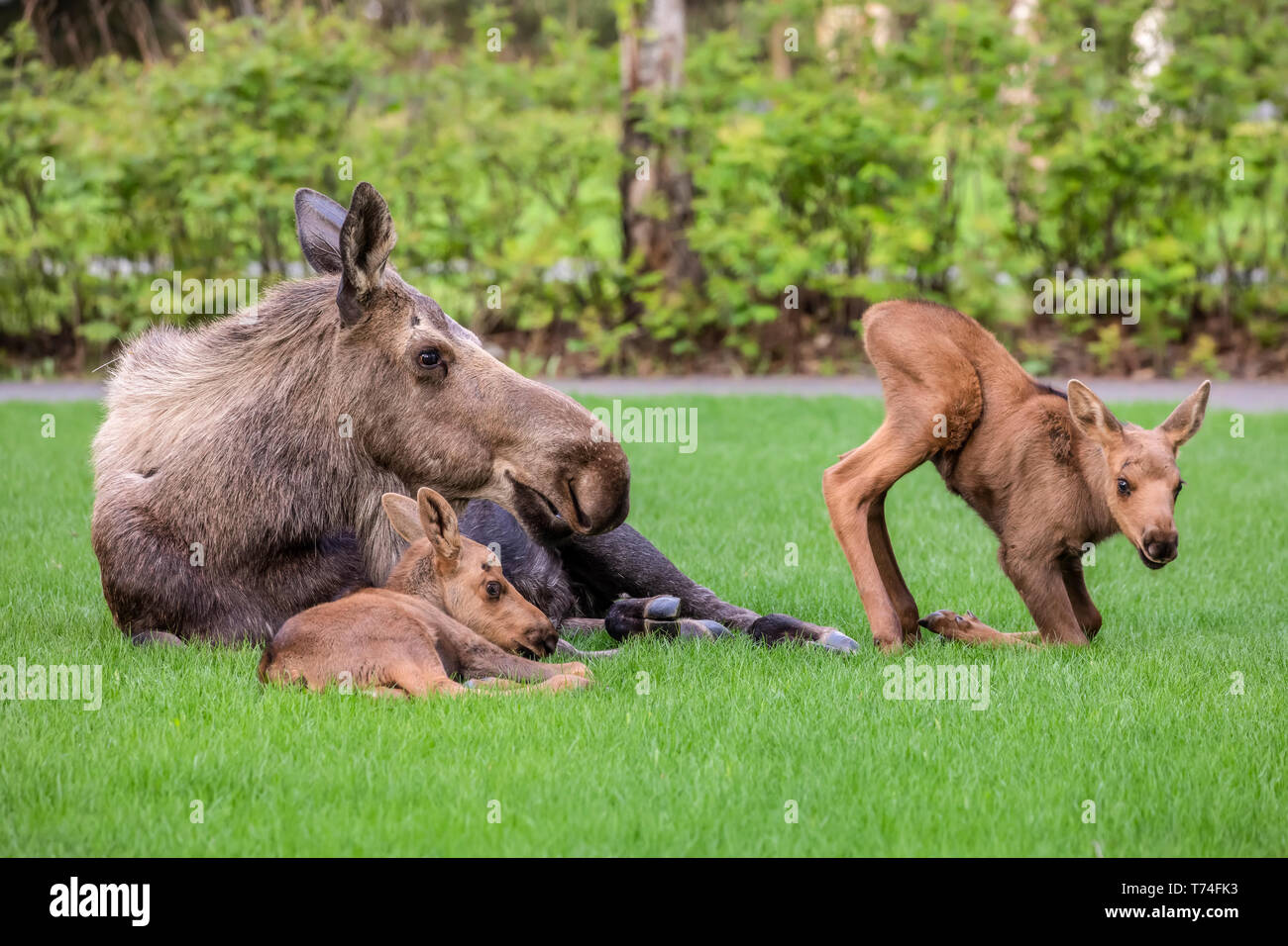 Cow moose (Alces alces) with calves rests on green grass in East Anchorage, Alaska's  State mammal, South-central Alaska Stock Photo - Alamy
