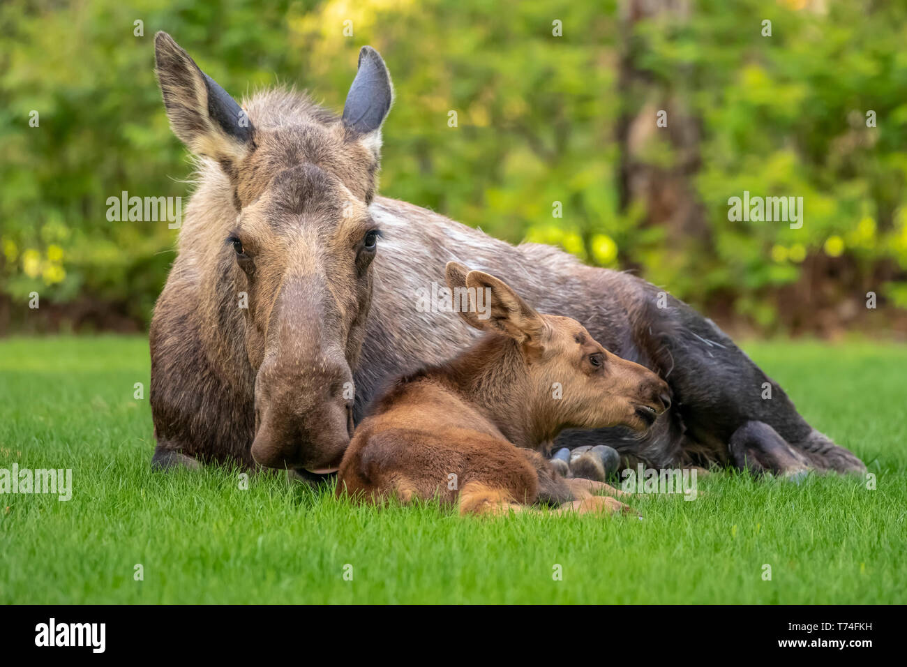 Alaskas state mammal hi-res stock photography and images - Alamy Alaskas state mammal hi-res stock photography and images - Alamy
