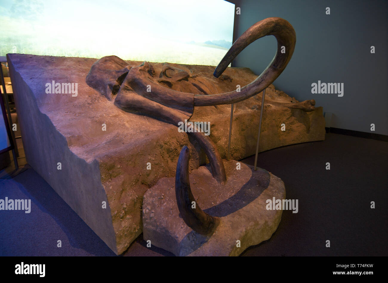 Chicago, Illinois, USA 2019 Mammoth remains at the Field Museum of