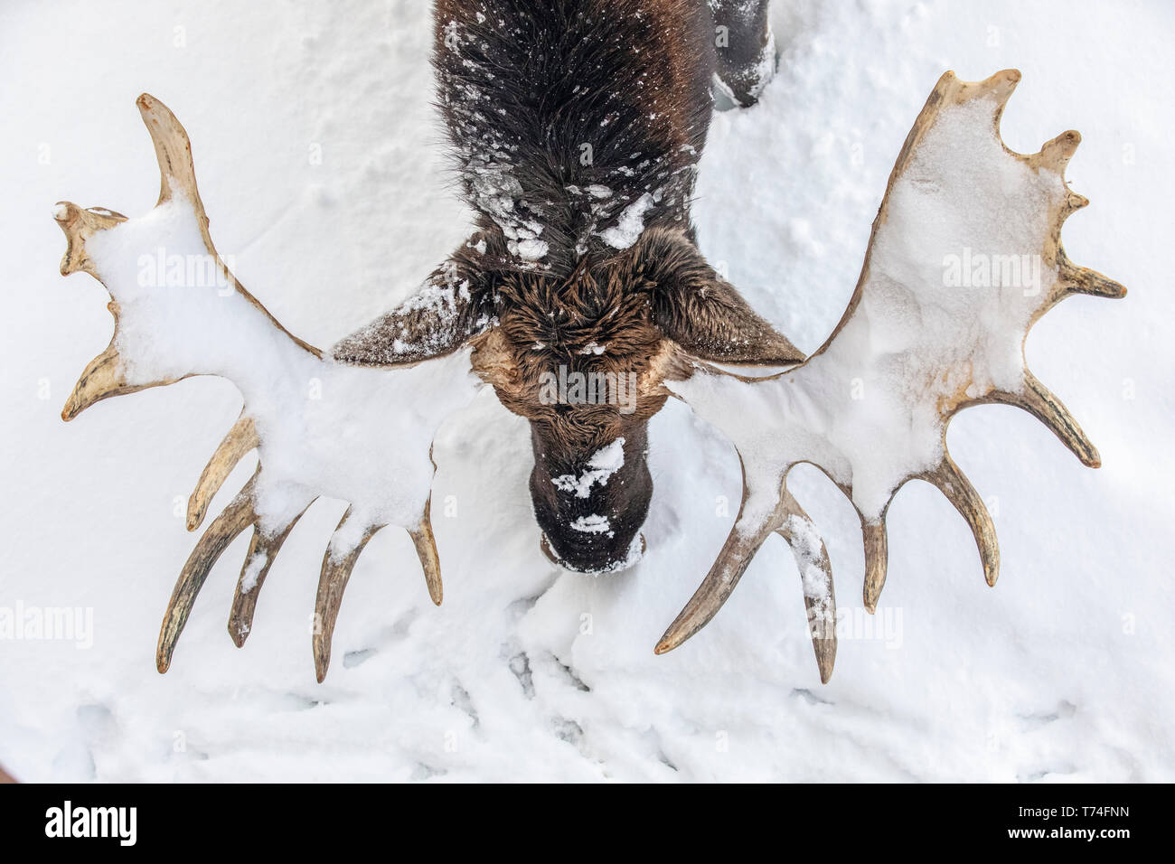 Mature bull moose (Alces alces) with antlers shed of velvet standing in snow, Alaska Wildlife Conservation Center, South-central Alaska Stock Photo