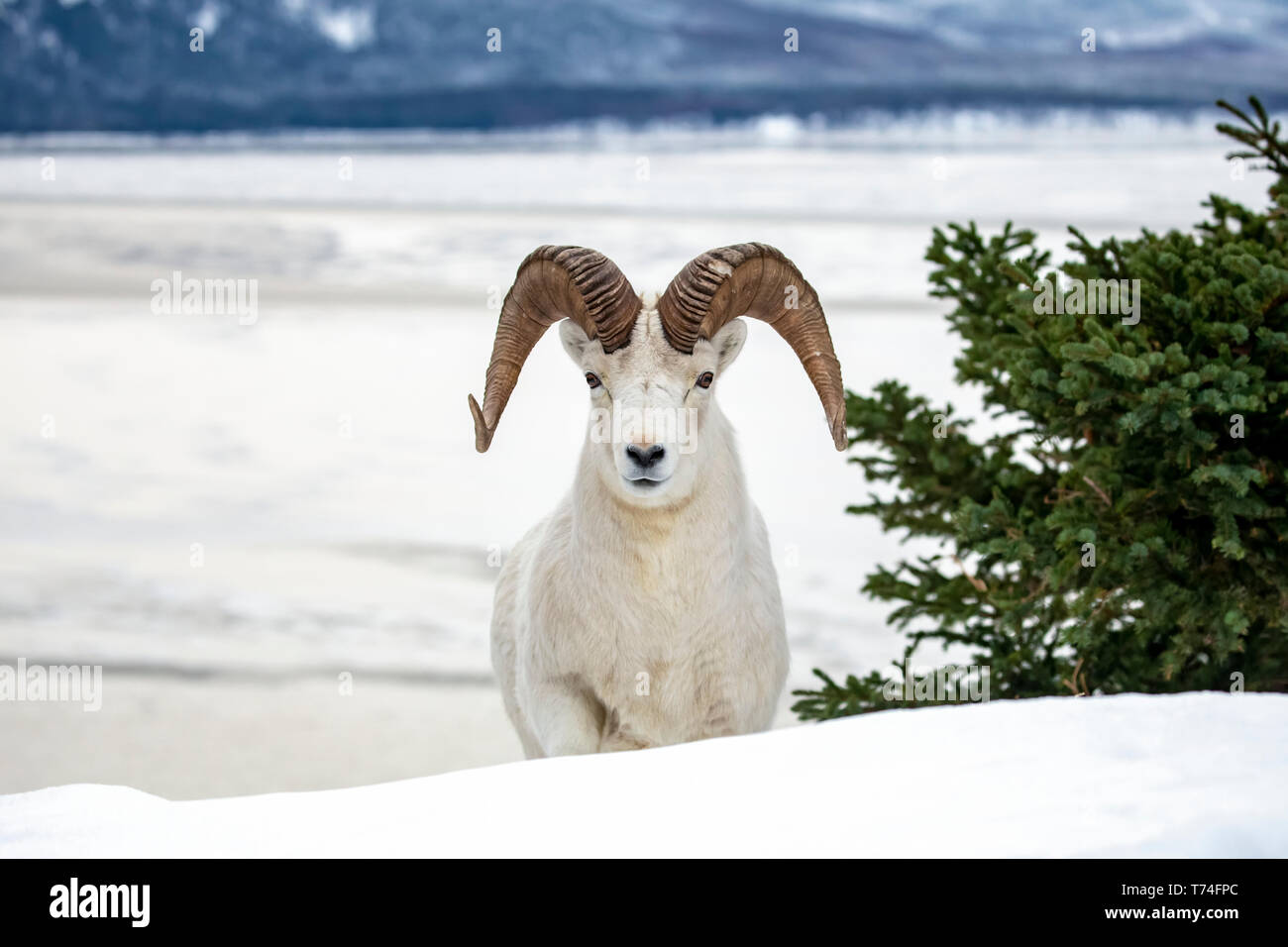 Dall sheep (Ovis dalli) ram roams and feeds in the Windy Point area ...