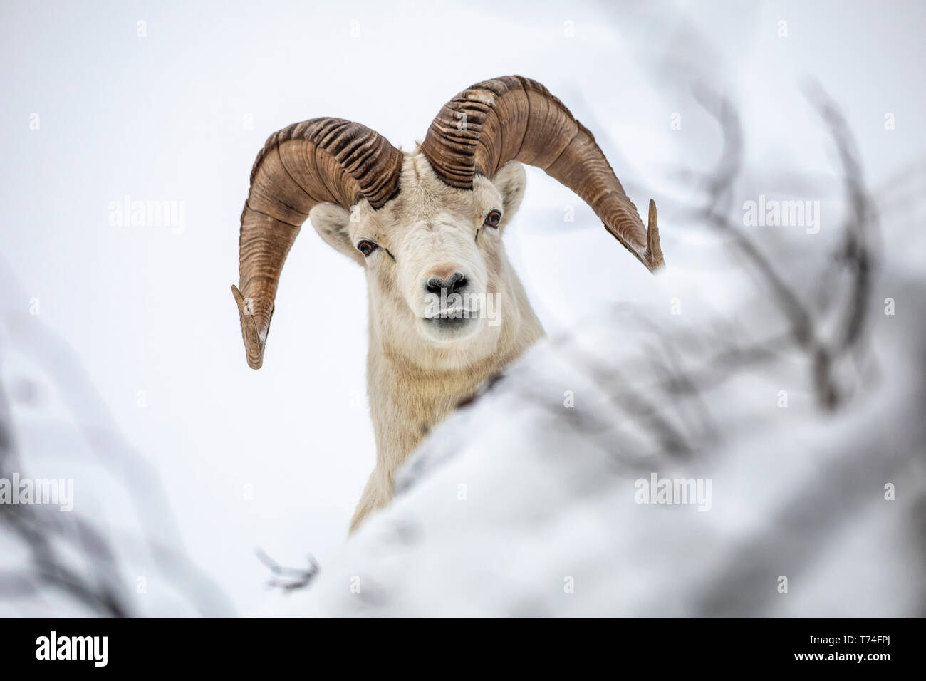 Dall sheep (Ovis dalli) ram roams and feeds in the Windy Point area ...
