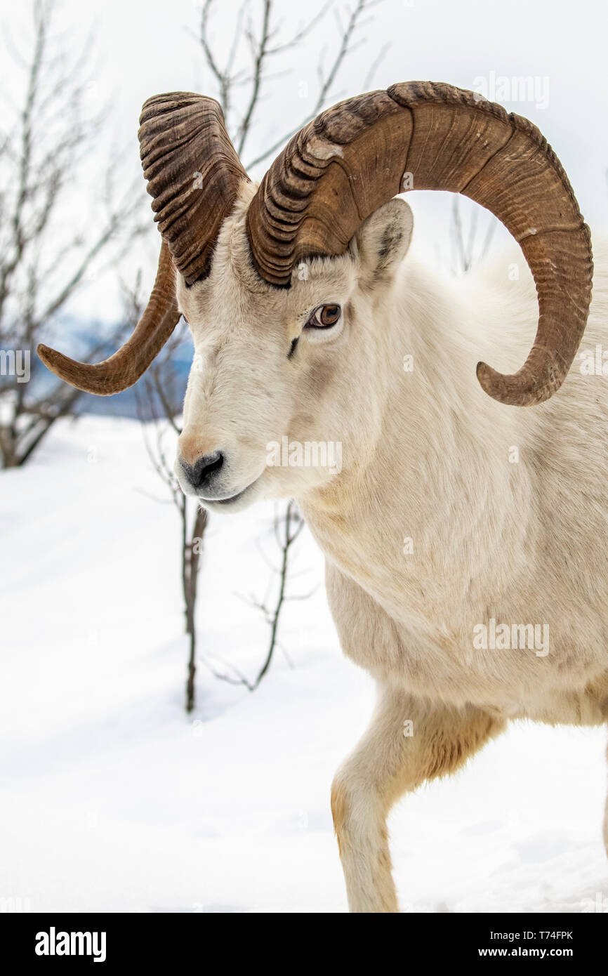Dall sheep (Ovis dalli) ram roams and feeds in the Windy Point area ...
