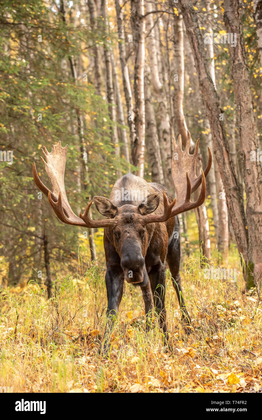 A mature bull moose (Alces alces) walks through Kincaid Park during autumn in Anchorage, Alaska at the beginning of the rut and the bull is looking... Stock Photo