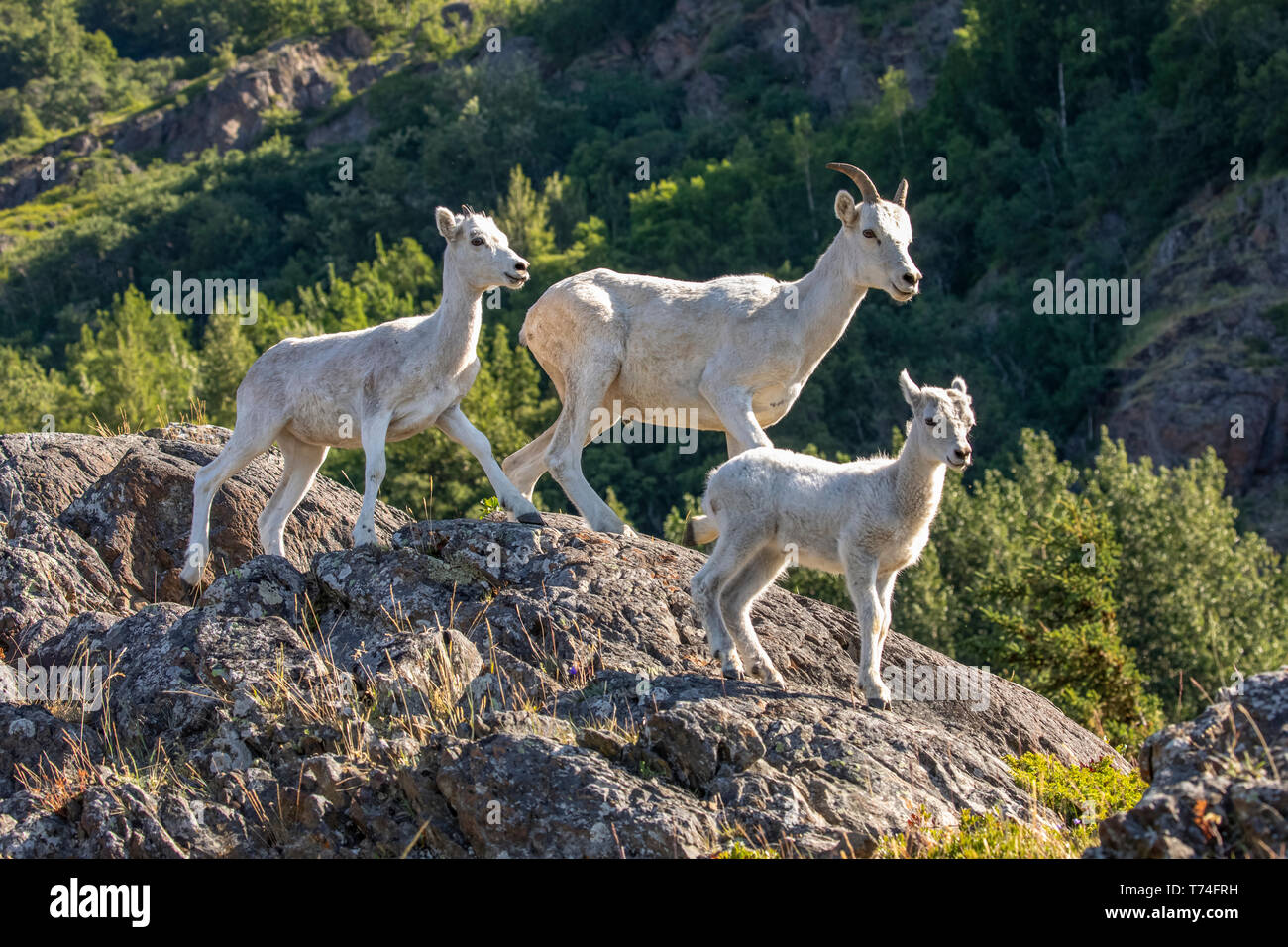 Dall sheep (Ovis dalli) ewe and lambs in the Windy Point area outside ...