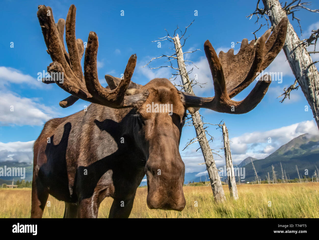 Mature bull moose (Alces alces) with antlers in velvet standing in a