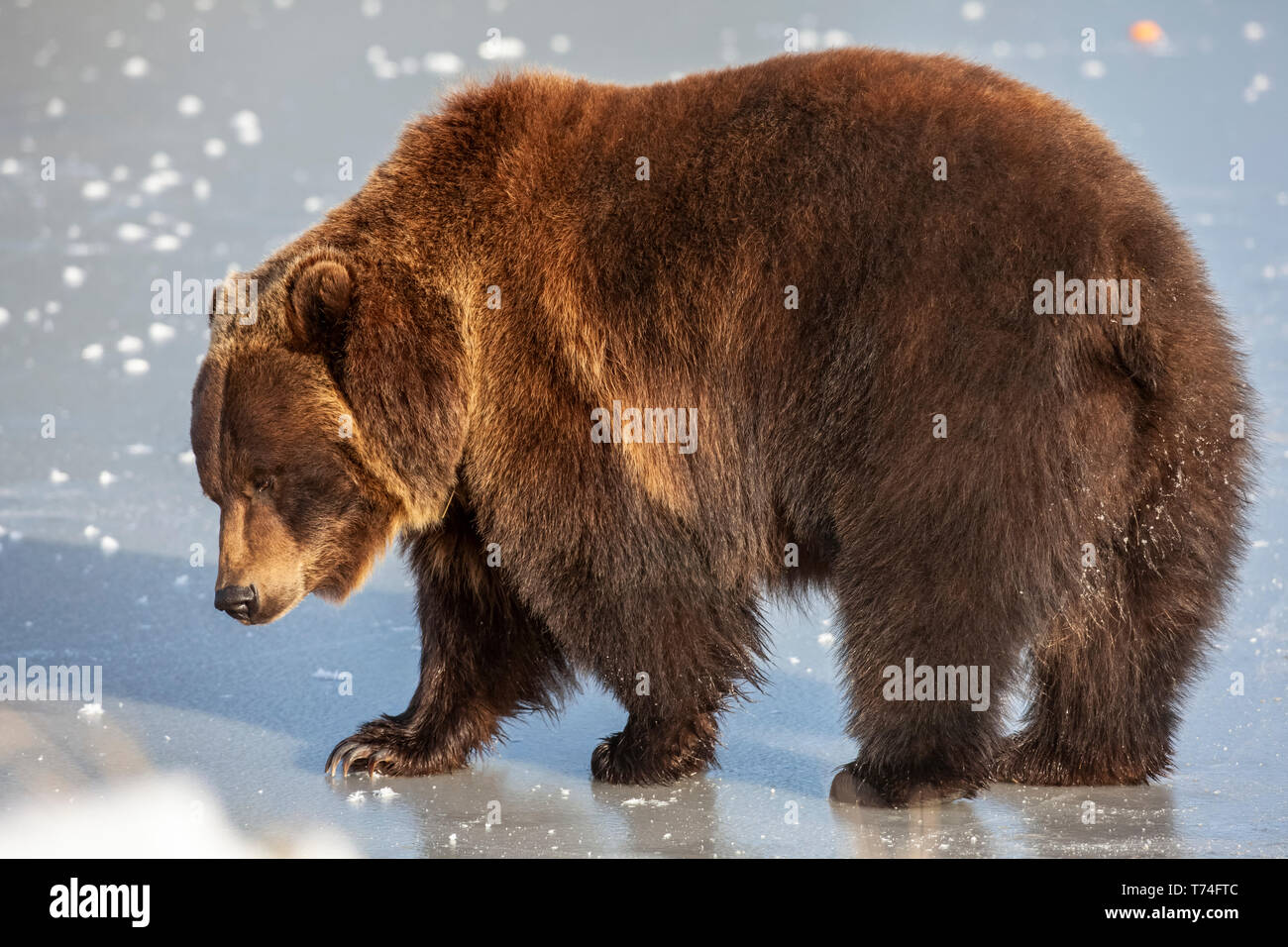 Mature female Grizzly bear (Ursus arctos) walking on ice, captive in Alaska Wildlife Conservation Center, South-central Alaska Stock Photo