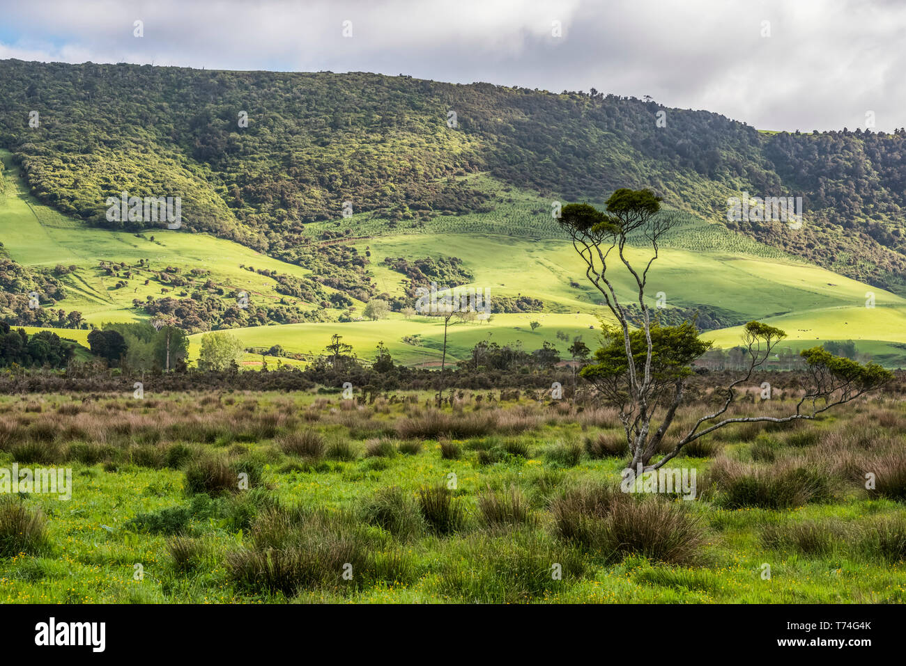 Lush green fields and forests in springtime near Owaka town; South Island, New Zealand Stock Photo
