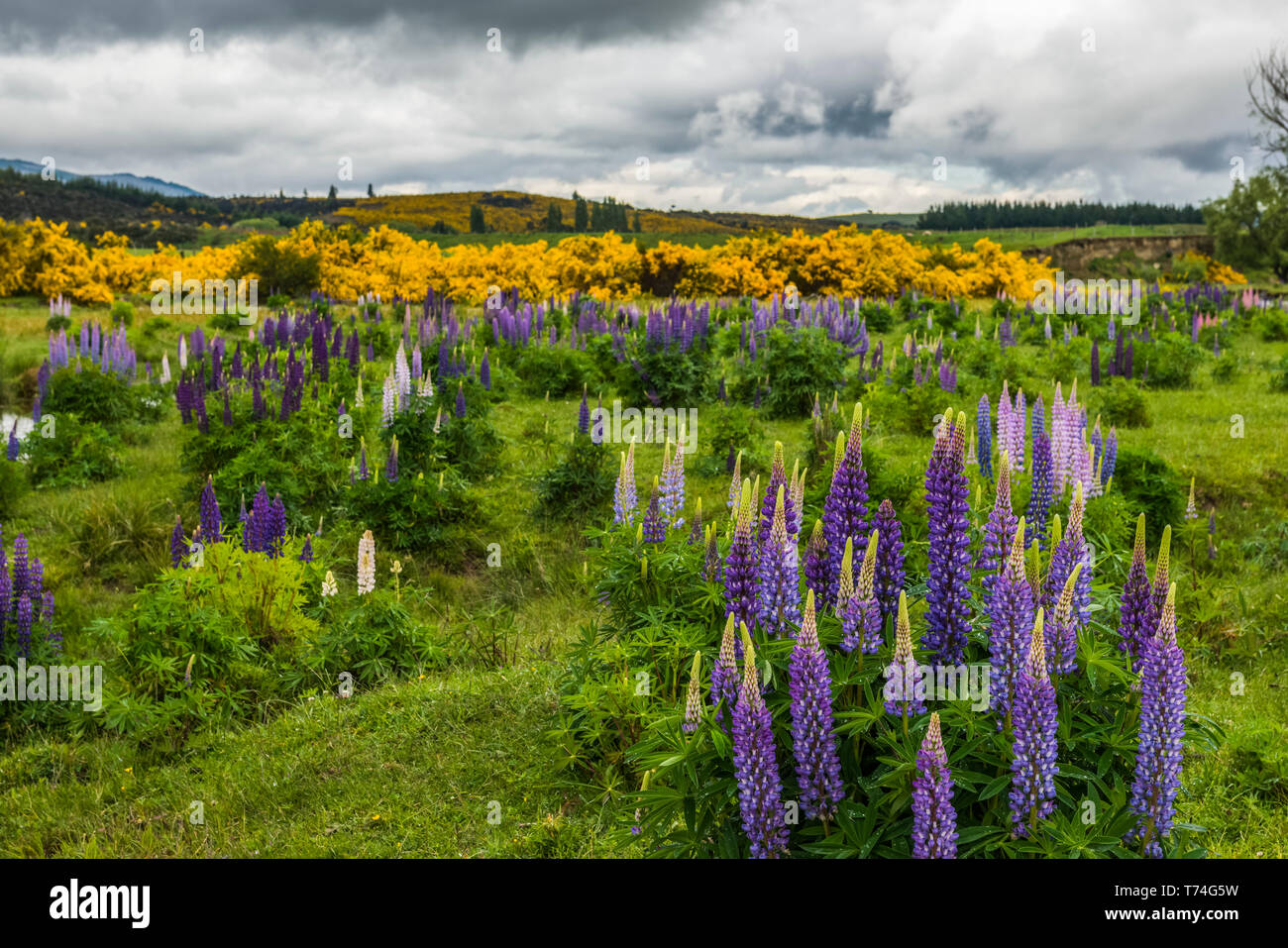 Eglinton and new zealand hires stock photography and images Alamy