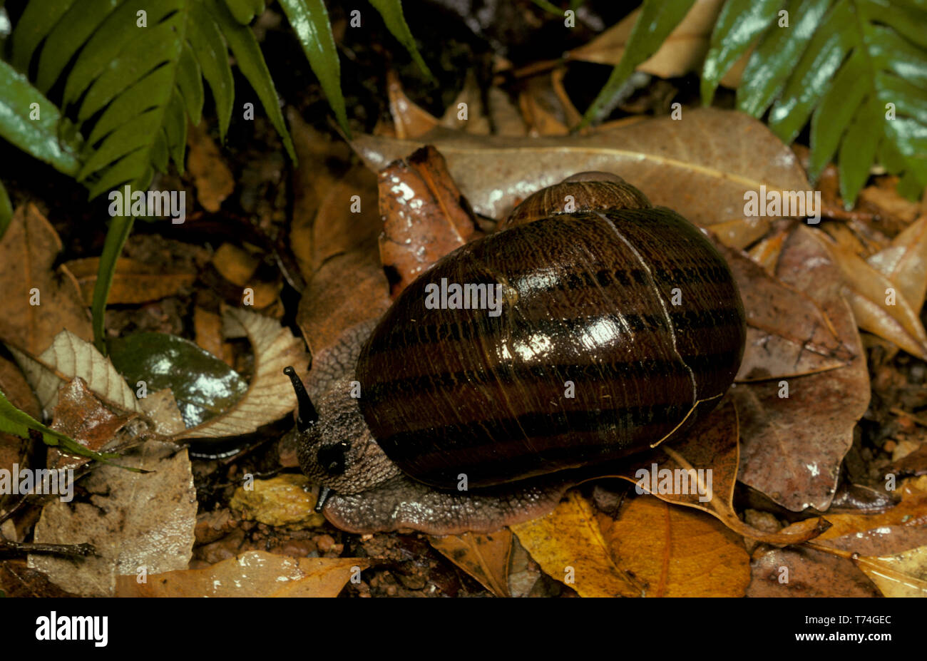 RAINFOREST LAND SNAIL (THERSITES NOVAEHOLLANDIAE Stock Photo Alamy