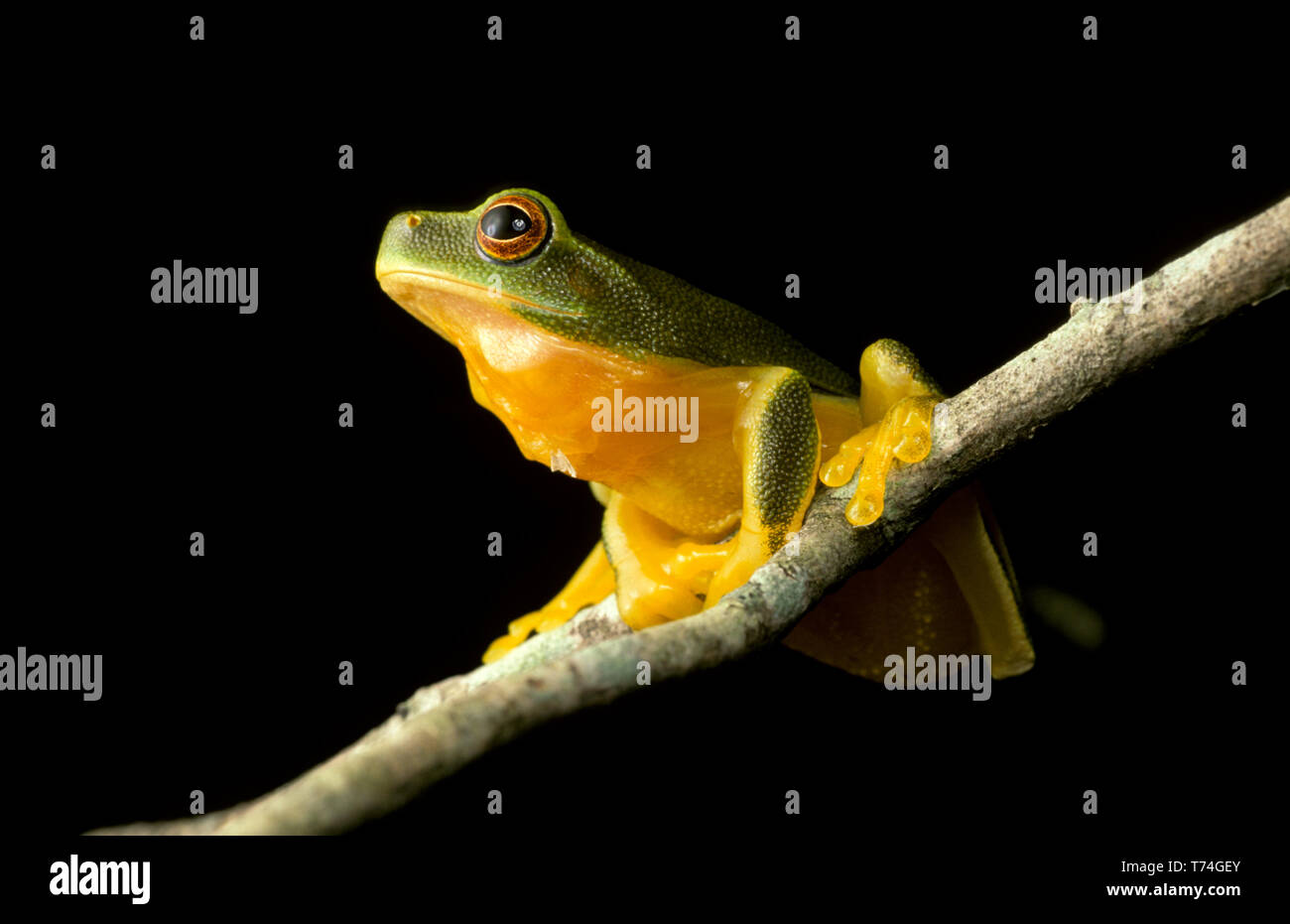 GREEN TREE FROG, AUSTRALIA Stock Photo Alamy