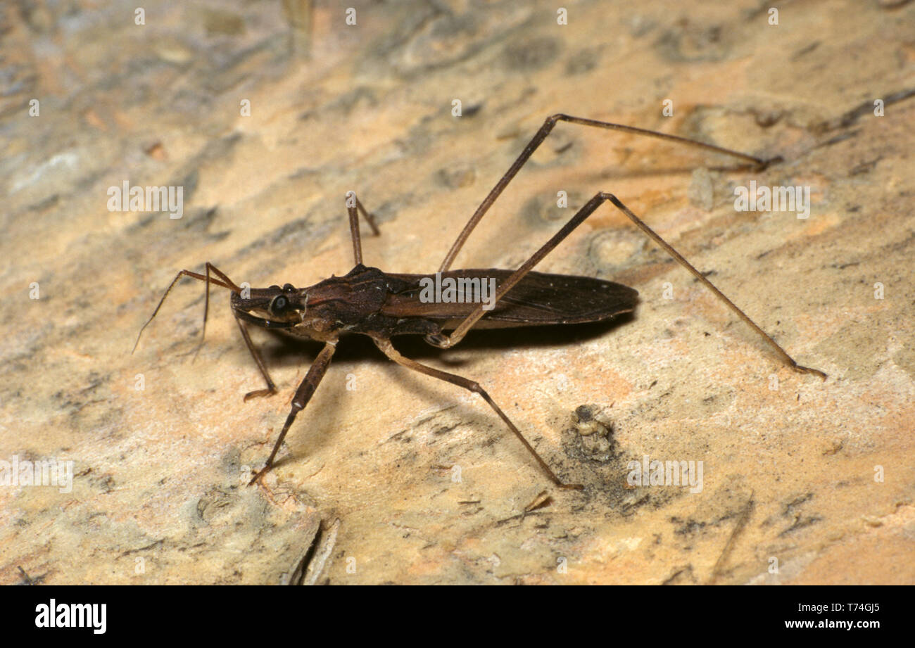 ASSASSIN BUG (ALSO KNOWN AS CONENOSES OR KISSING BUGS) HEMIPTERA Stock Photo