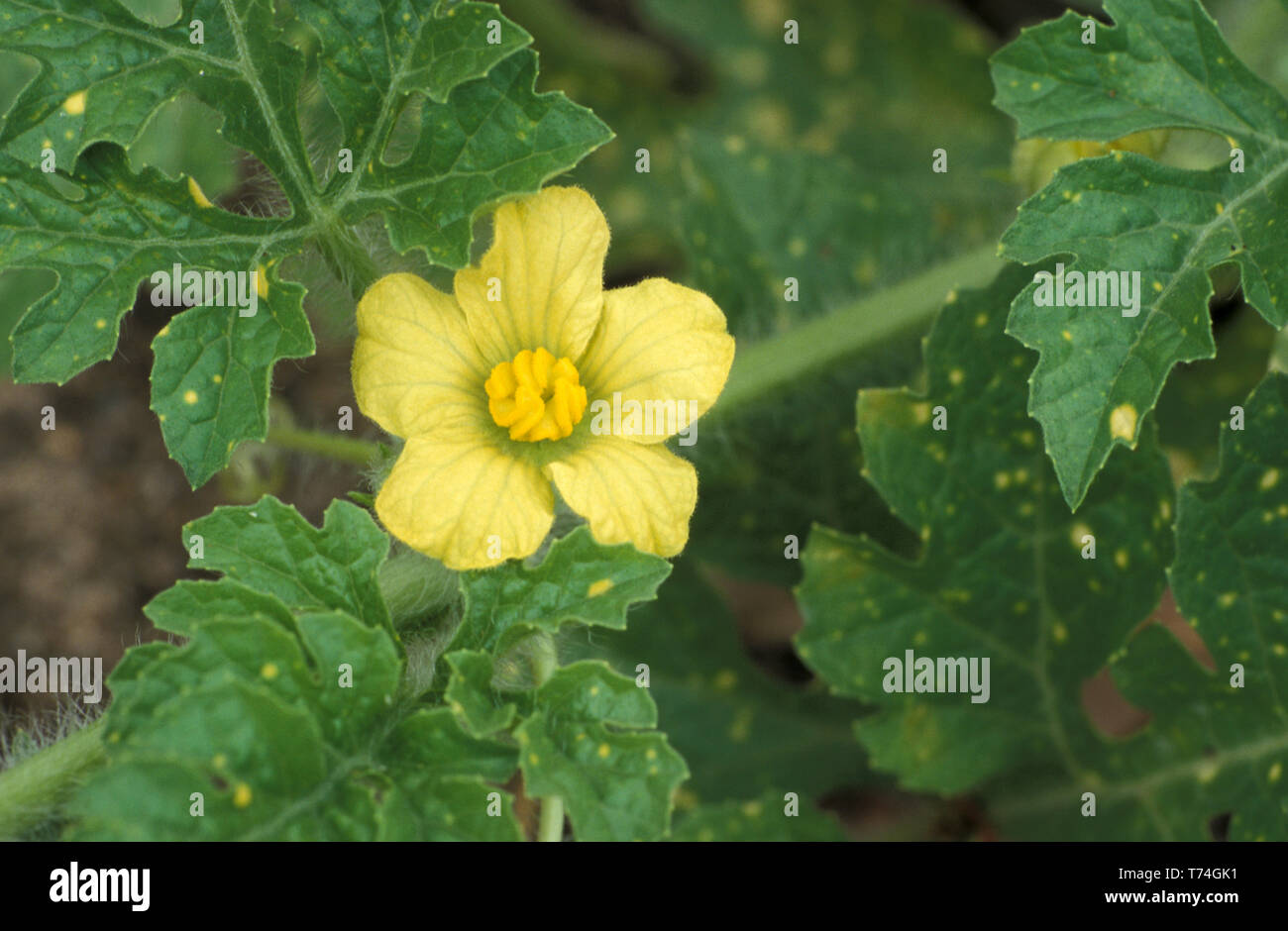 MALE FLOWER AND LEAVES OF THE WATERMELON (CITRULLUS LANATUS) 'MOON AND STARS' Stock Photo