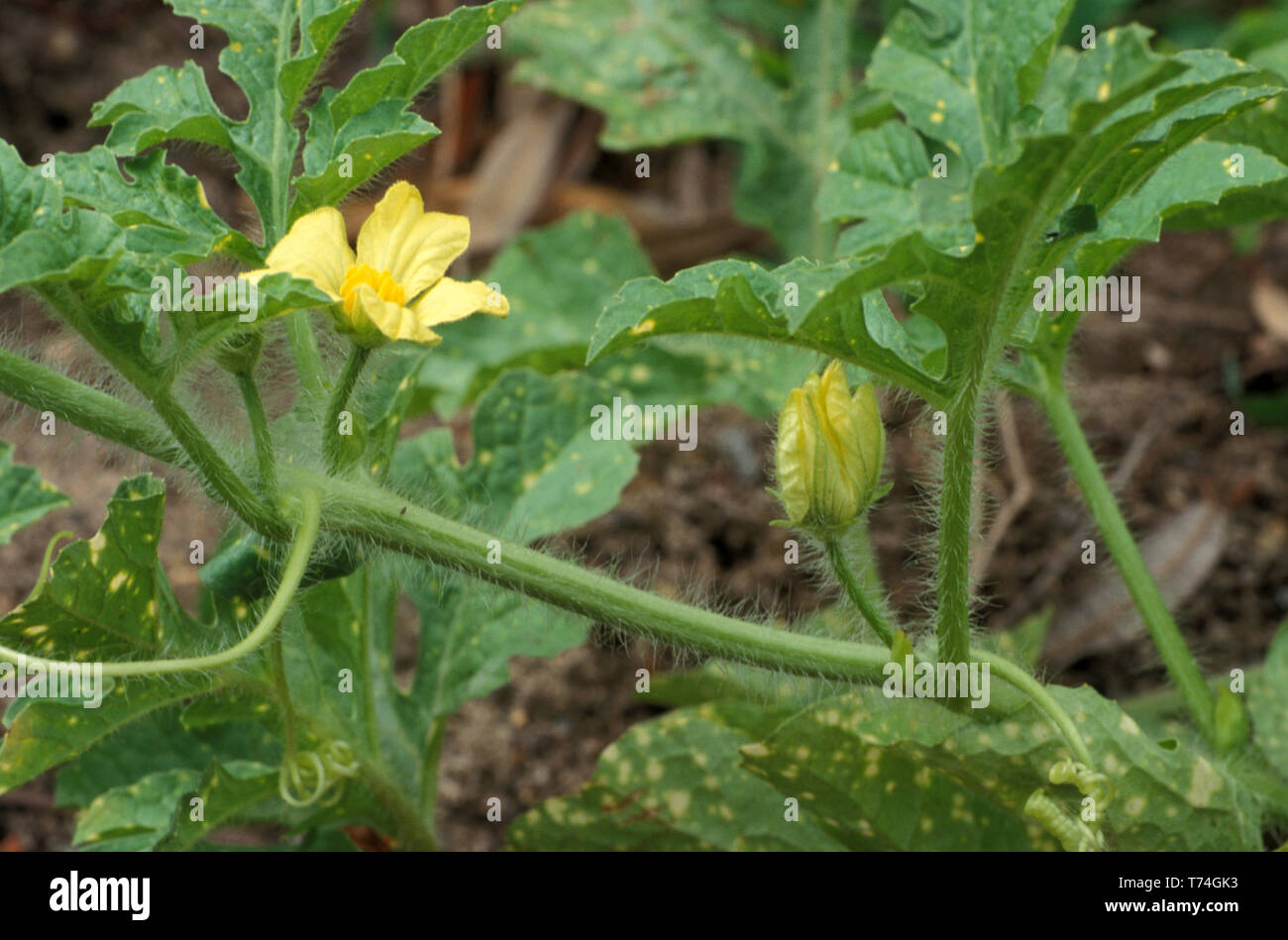 MALE FLOWER AND LEAVES OF THE WATERMELON (CITRULLUS LANATUS) 'MOON AND STARS' Stock Photo