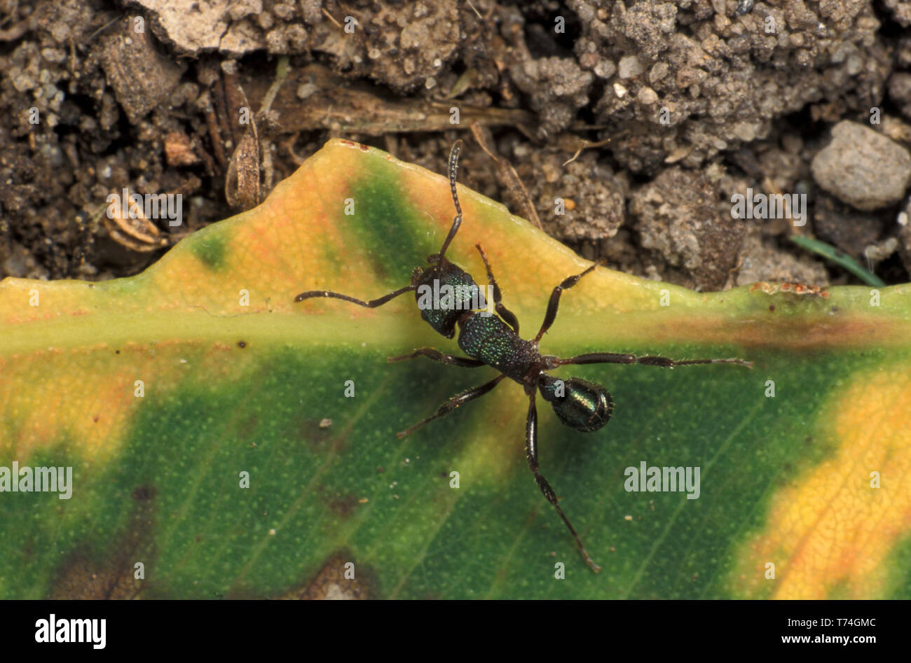 GREEN-HEAD ANT (ADULT, THYTIDOPONERA) ALSO KNOWN AS GREEN ANT OR METALLIC PONY ANT Stock Photo