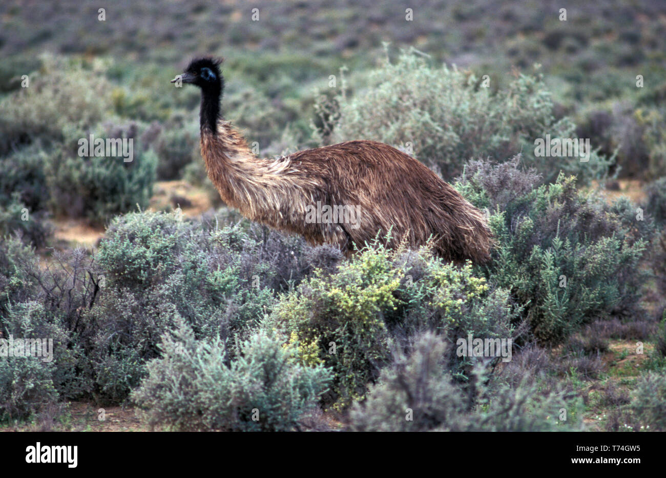 EMU (DROMAIUS NOVAEHOLLANDIAE) WANDERING THROUGH THE SCRUB, AUSTRALIA Stock Photo