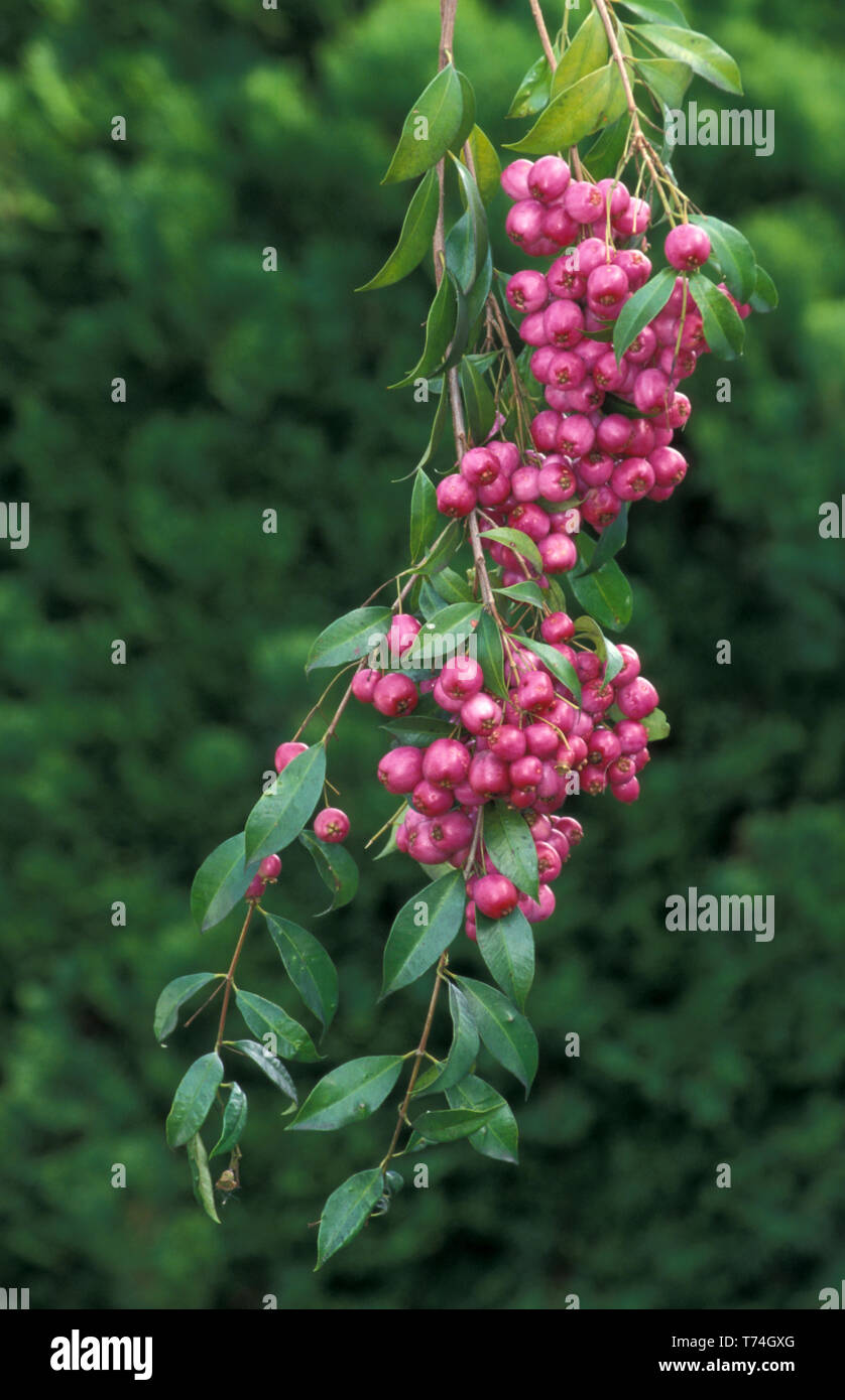 Syzygium smithii (formerly Acmena smithii) Lilly pilly is a summer-flowering, winter-fruiting evergreen tree, belonging to the myrtle family Stock Photo