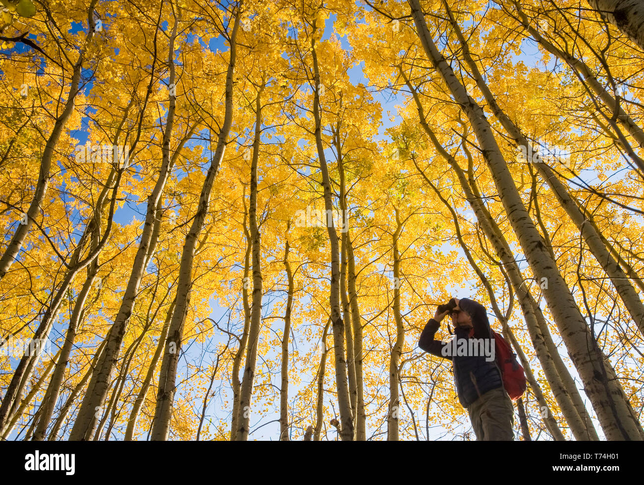 Hiker bird watching in autumn with golden foliage on the aspen trees, Birds Hill Provincial Park; Manitoba, Canada Stock Photo