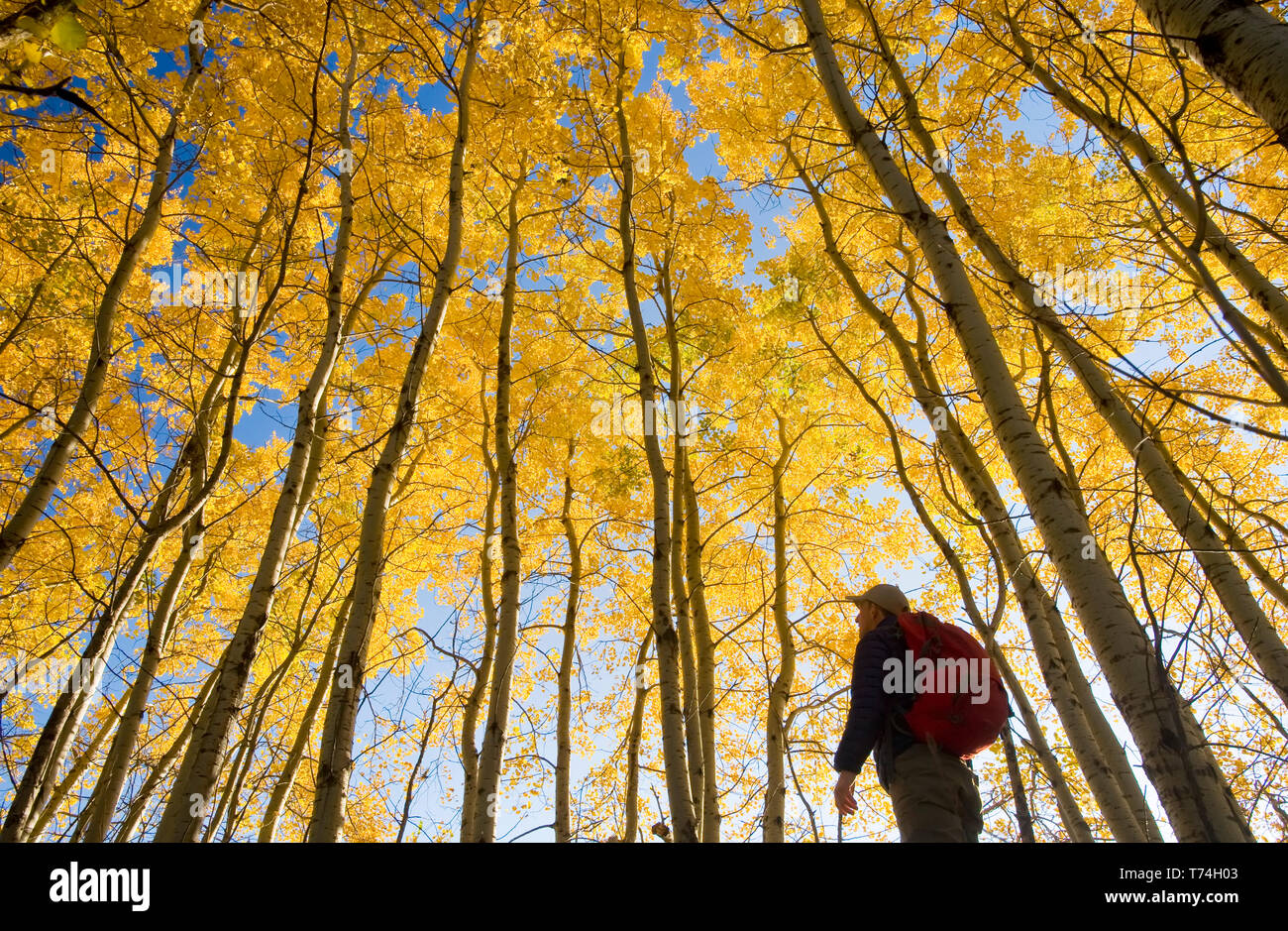 Hiker bird watching in autumn with golden foliage on the aspen trees, Birds Hill Provincial Park; Manitoba, Canada Stock Photo