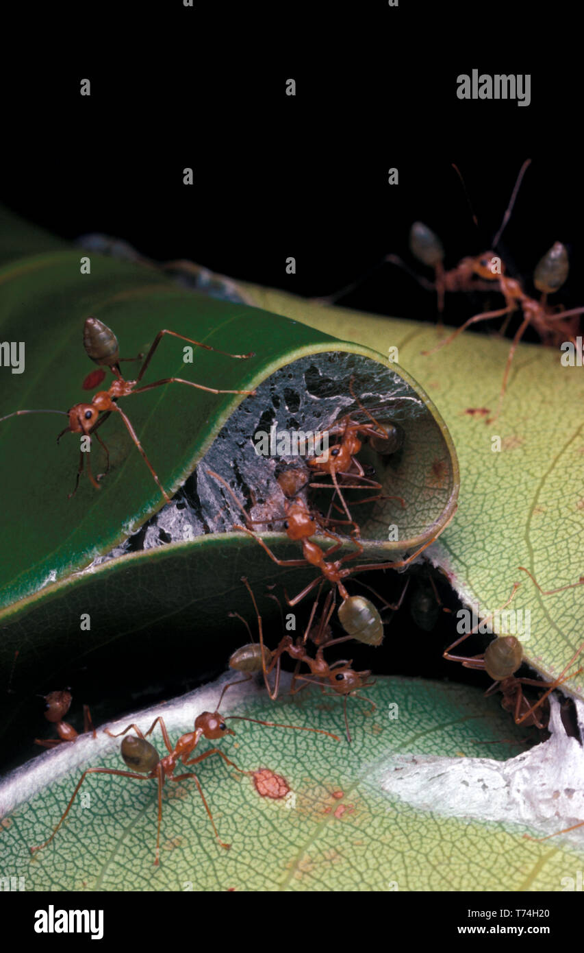 GREEN TREE ANTS (OECOPHYLLA SMARAGDINA) DAINTREE NATIONAL PARK