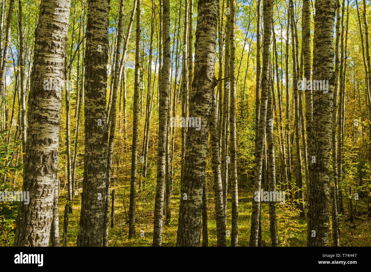 Poplar trees in a forest in autumn, Prince Albert National Park; Saskatchewan, Canada Stock Photo