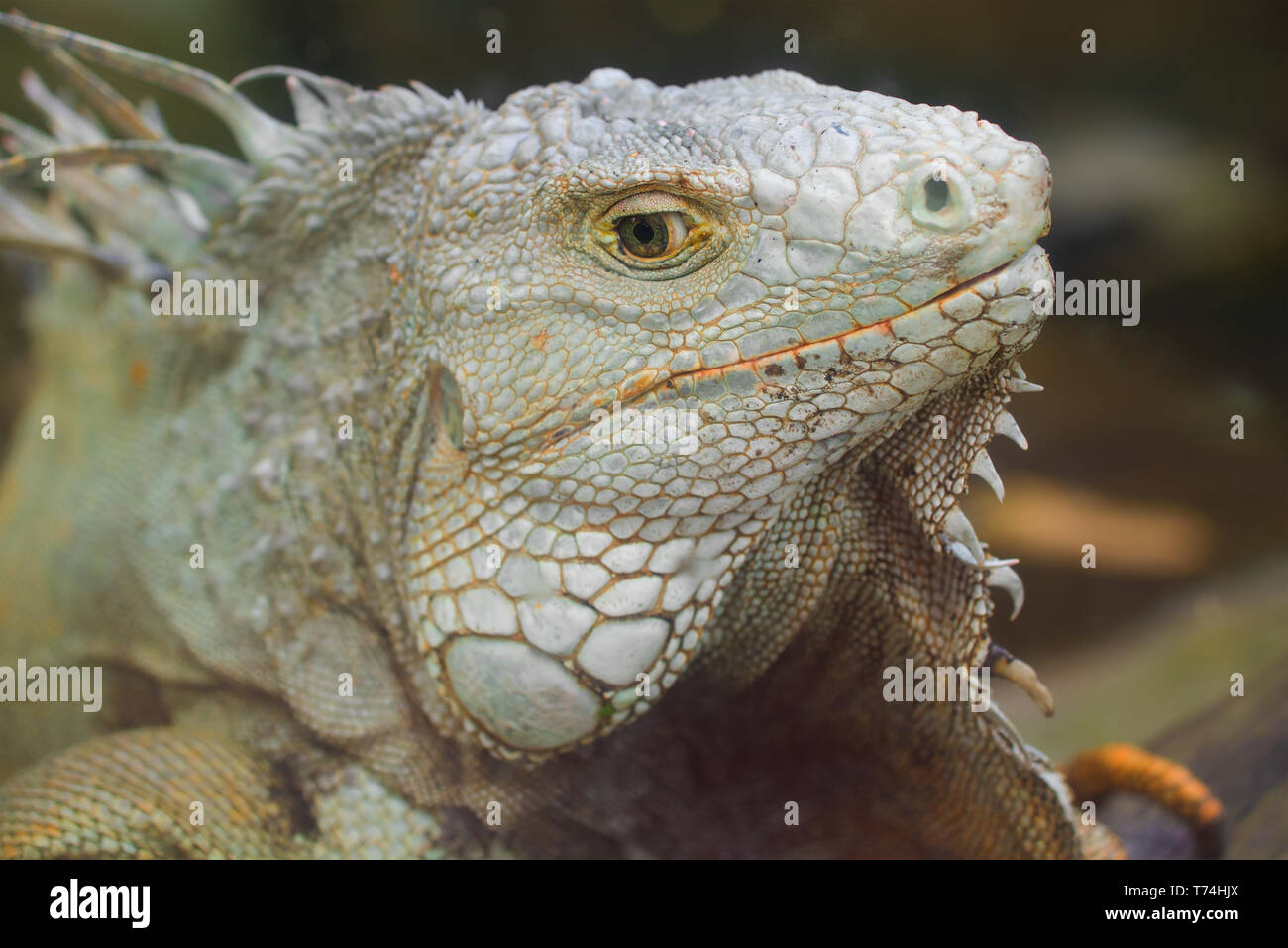 The head of an ordinary iguana close up Stock Photo