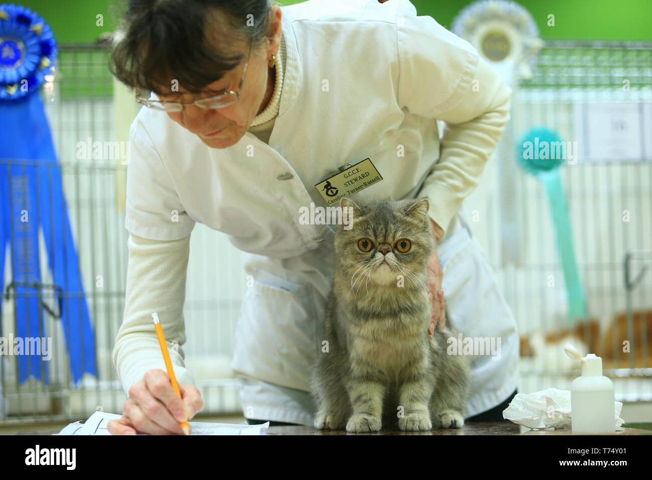 Worcester, UK. 4th May, 2019. A cat undergoes judgment at the GCCF Cat Show held at Worcester. Peter Lopeman/Alamy Live News Stock Photo
