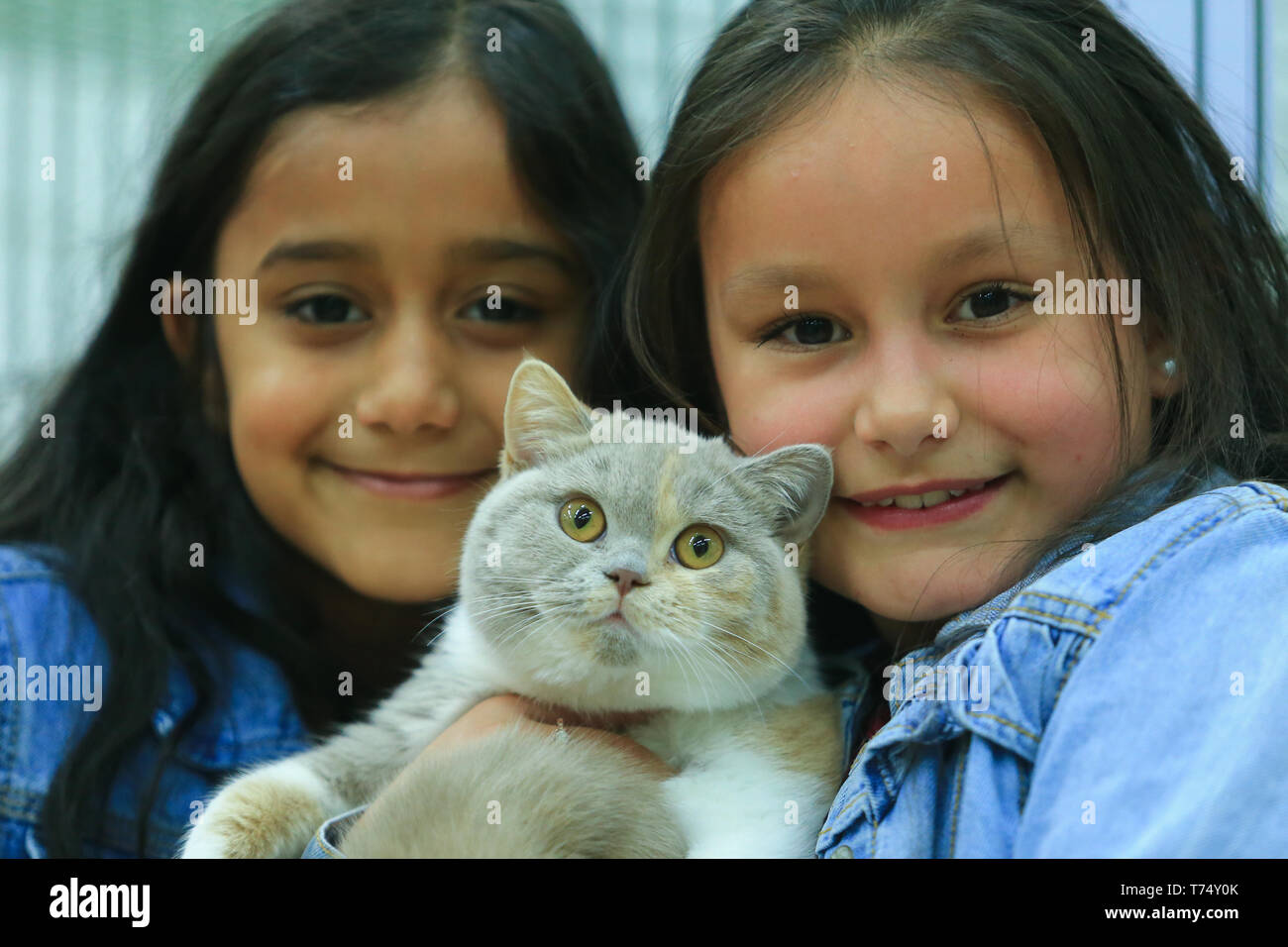 Worcester, UK. 4th May, 2019. 'Iris', a lilac tortie and white is held by eight-year-olds Mia and Ayva at the GCCF Cat Show held at Worcester. Peter Lopeman/Alamy Live News Stock Photo