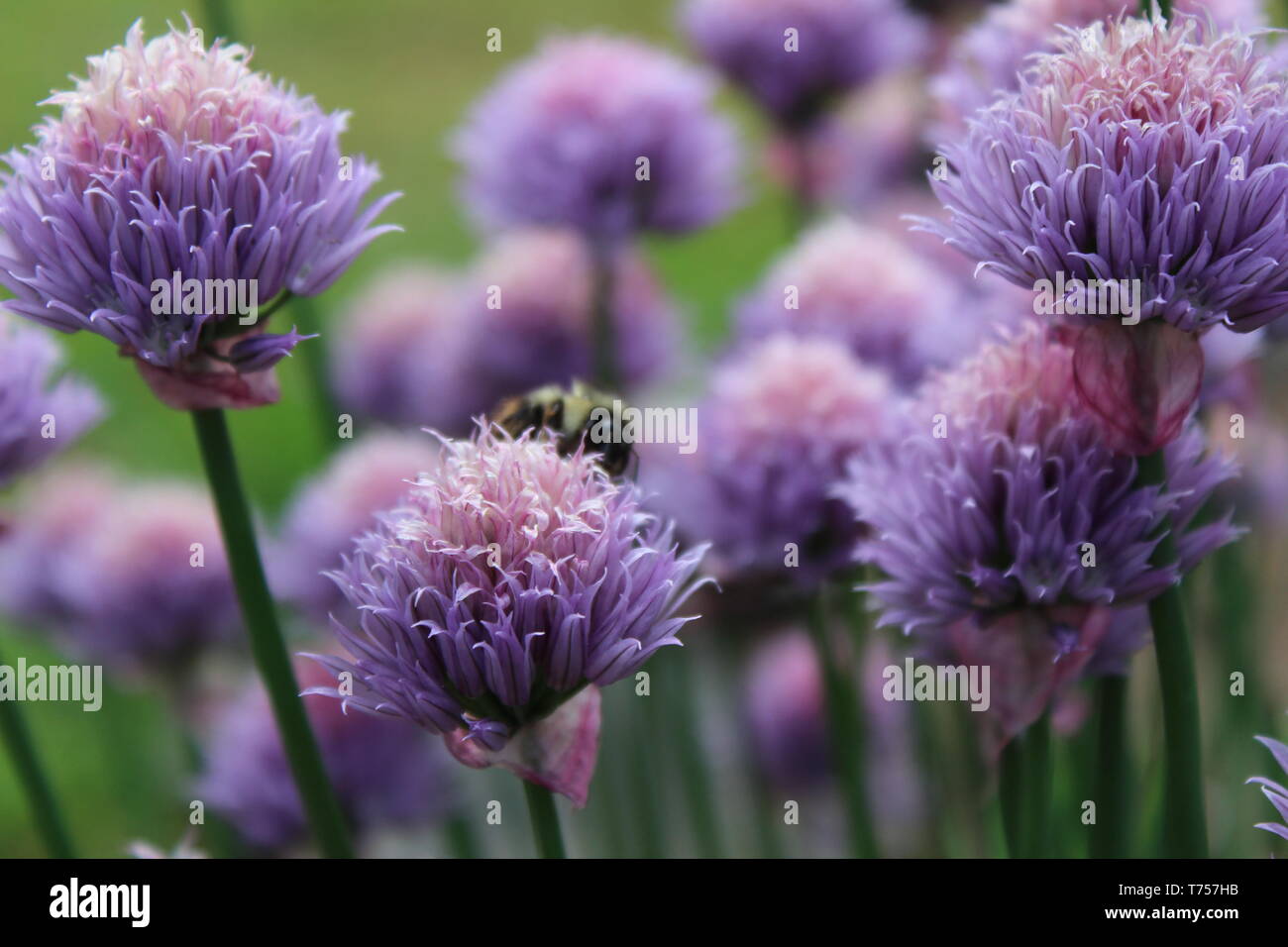 Honey Bee collecting pollen from Chives Onion Flowers in Beautiful