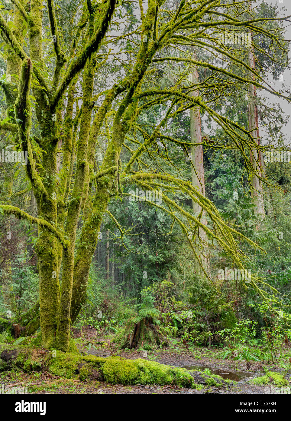 Groves of old-growth trees still dominate the temperate rainforests within Stanley Park near downtown Vancouver, BC, Canada. Stock Photo