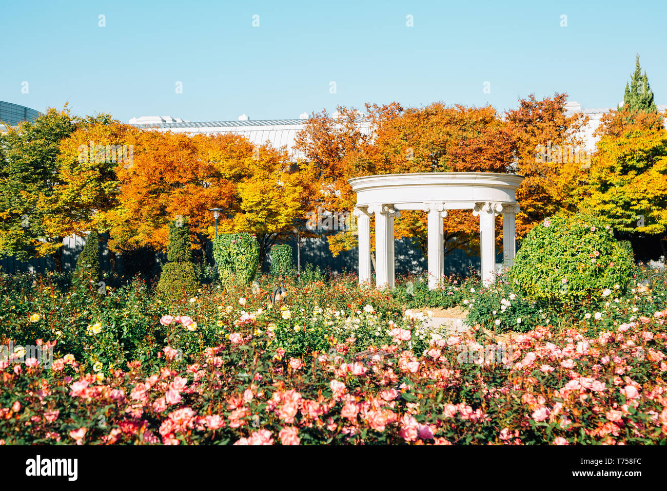Olympic park rose square at autumn in Seoul, Korea Stock Photo