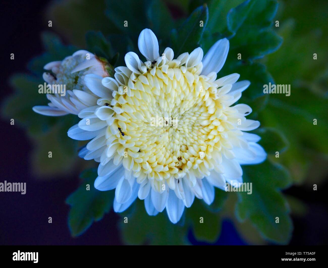 Flowers, bright creamy white Chrysanthemums opening, many petals, green leaves,  in an Australian Coastal garden Stock Photo