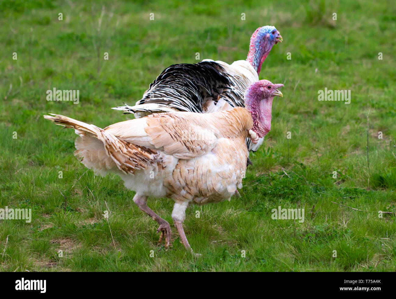 turkey in the grass. Domestic bird. Flock of turkeys Stock Photo Alamy