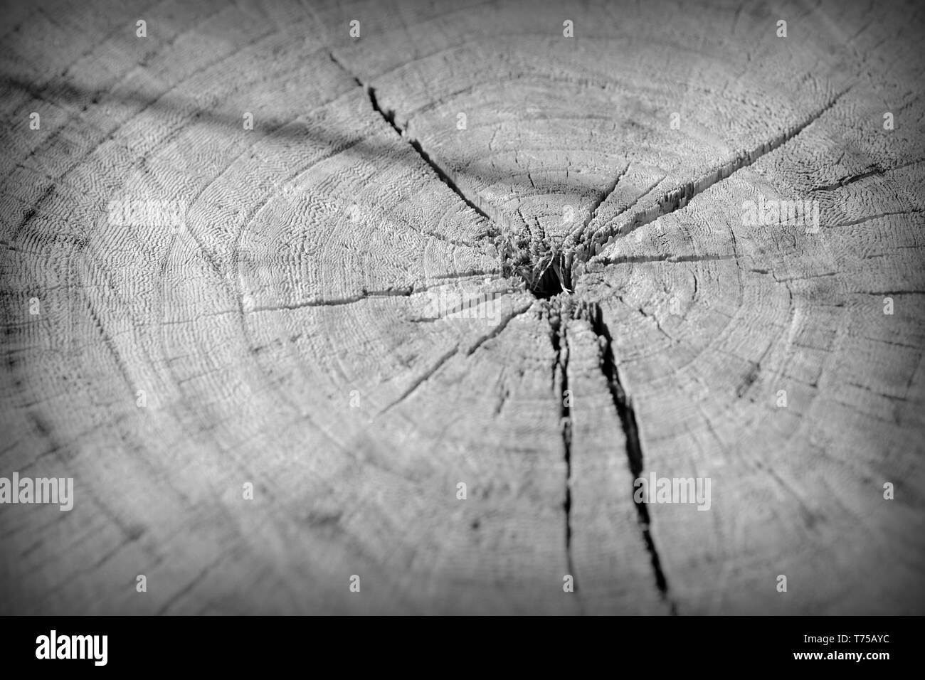 Tree cut trunk texture close up. Wooden background black and white ...