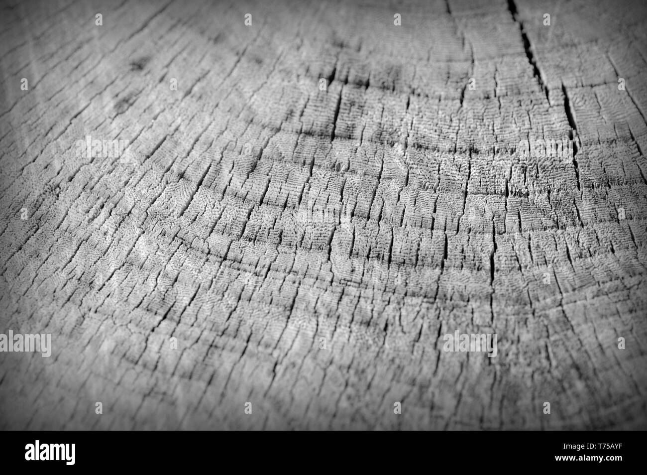Tree cut trunk texture close up. Wooden background black and white ...