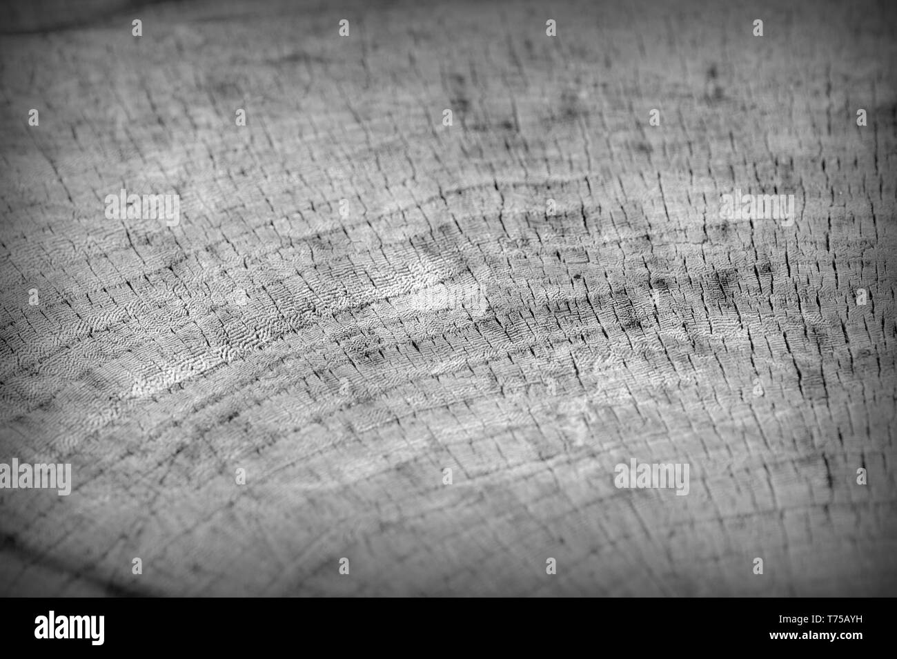 Tree cut trunk texture close up. Wooden background black and white ...