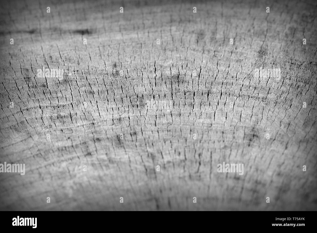 Tree cut trunk texture close up. Wooden background black and white ...