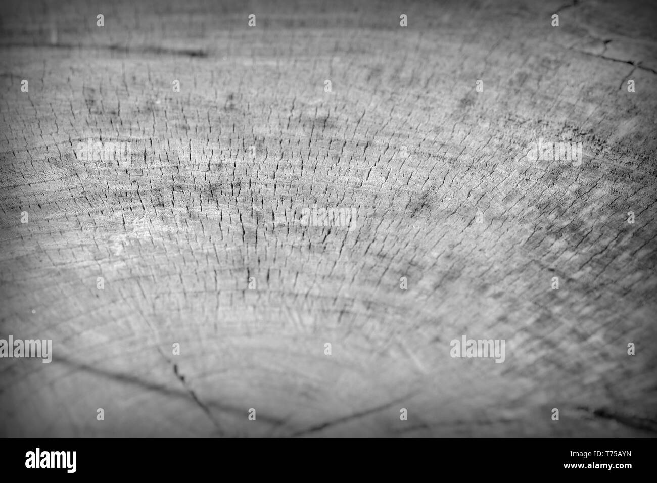 Tree cut trunk texture close up. Wooden background black and white ...