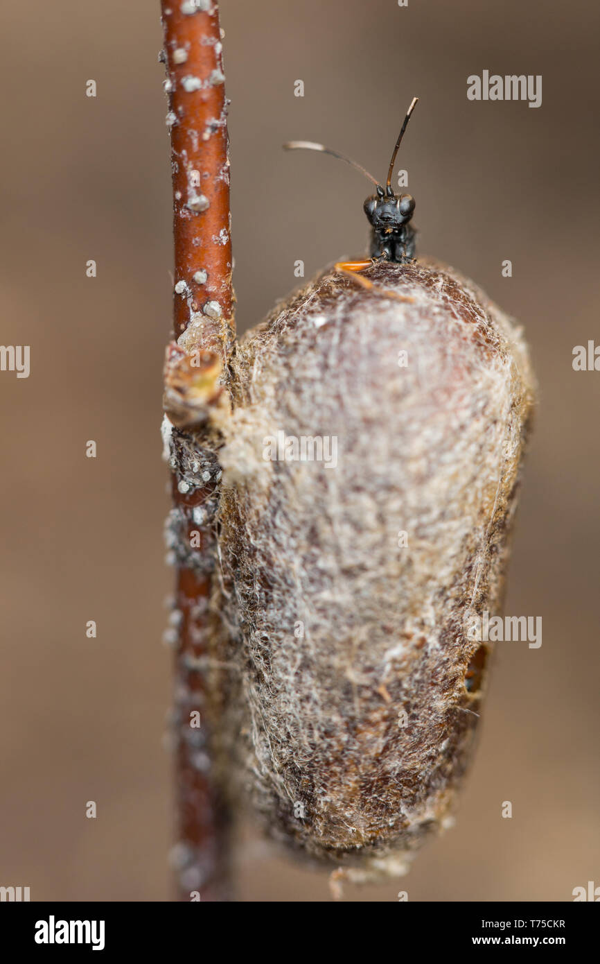 Ichneumon wasp emerging from host pupa Stock Photo