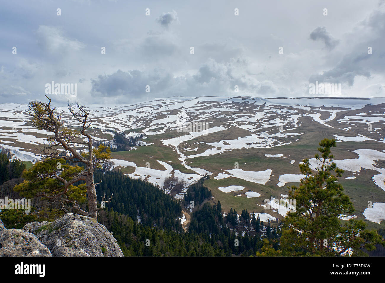 Lonely tree over a cliff on a background of snow-capped mountains Stock Photo