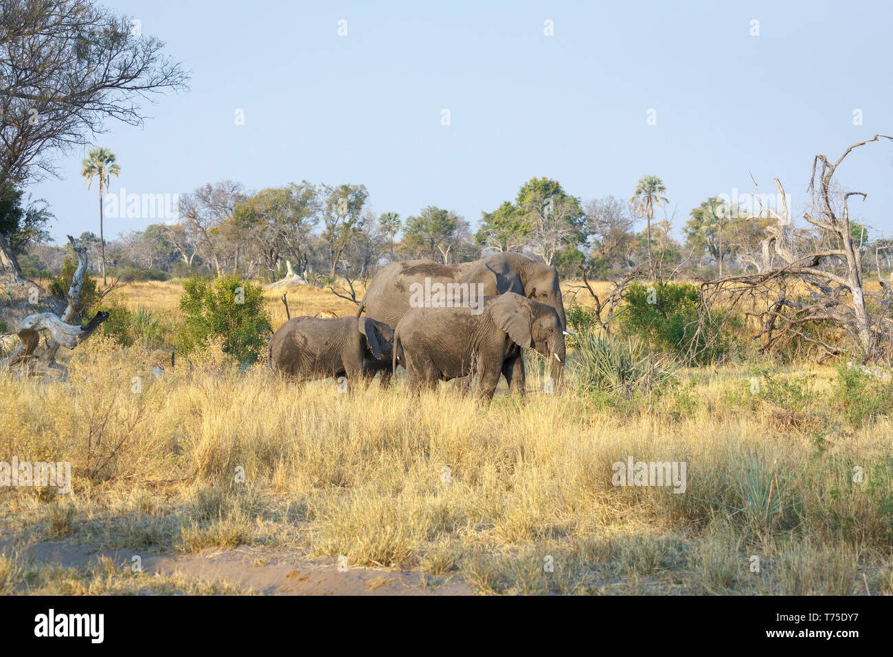 Family of three African bush elephants (Loxodonta africana), Nxabega Concession, Okavango Delta, Kalahari, northern Botswana, southern Africa Stock Photo