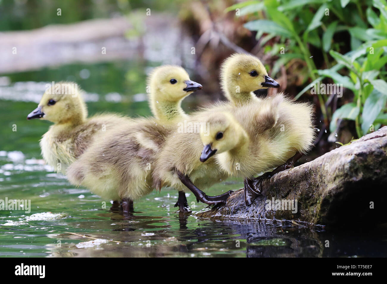 Four goslings climb a log to jump back into pond. Stock Photo
