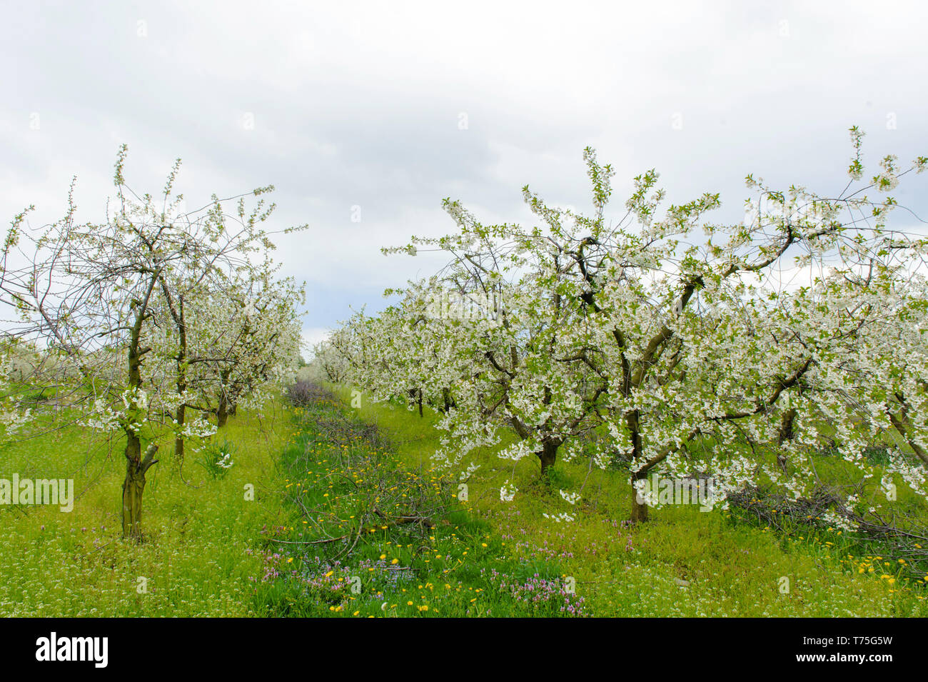Apple plantation in spring hi-res stock photography and images - Alamy