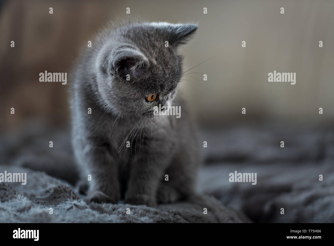 British Shorthair Cat Cute Kitten Portrait Stock Photo 245370838