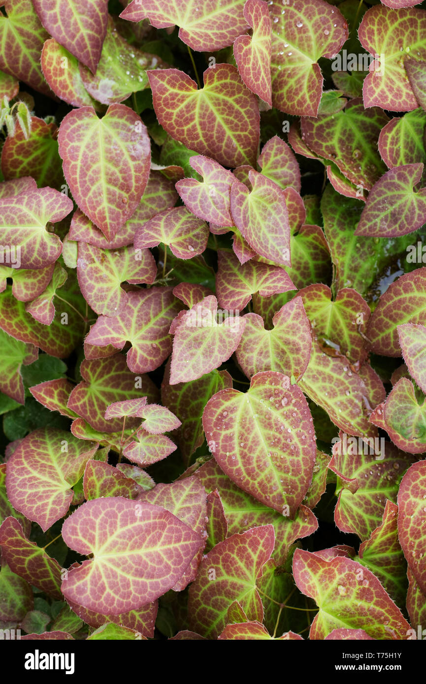 Epimedium x perralchicum 'Frohnleiten' leaves in Spring. Barrenwort leaves. Stock Photo