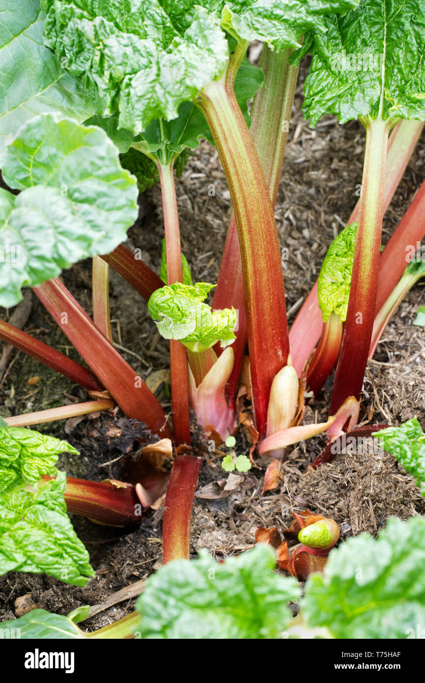 Rheum x hybridum 'Raspberry Red'. Rhubarb stems. Stock Photo