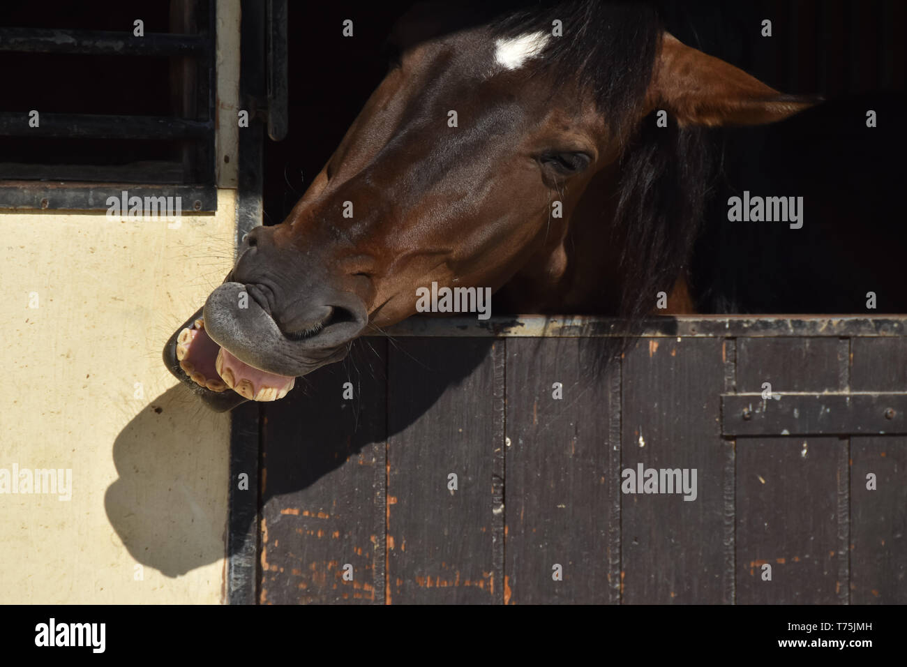 The funny brown horse laughs, head shot. Stock Photo