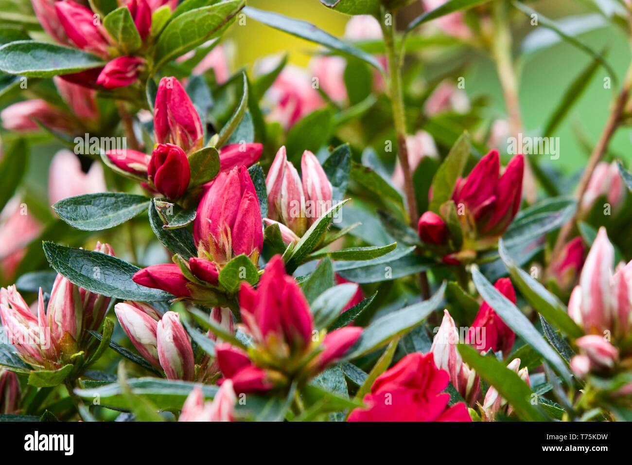 Azalea Stock Photos Azalea Stock Images Page 3 Alamy